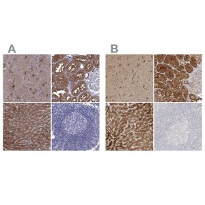 Anti-ALDH1L1 antibody produced in rabbit 