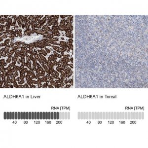 Anti-ALDH6A1 antibody produced in rabbit 