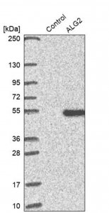 Anti-ALG2 antibody produced in rabbit 
