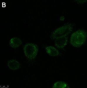 Anti-ALK-7 Antibody, clone 1N5 ZooMAb� Rabbit Monoclonal 