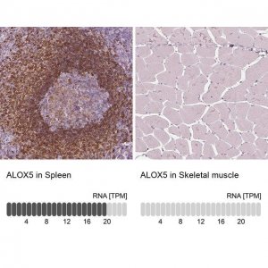 Anti-ALOX5 antibody produced in rabbit 