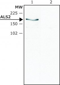 Anti-ALS2 antibody produced in rabbit 