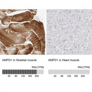 Anti-AMPD1 antibody produced in rabbit 
