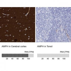 Anti-AMPH antibody produced in rabbit 