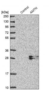 Anti-AMTN antibody produced in rabbit 