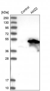 Anti-AMZ2 antibody produced in rabbit 