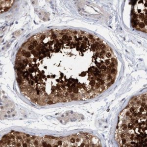 Anti-AMZ2 antibody produced in rabbit 