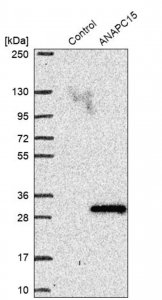 Anti-ANAPC15 antibody produced in rabbit 