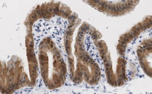 Anti-Angiopoietin-1 Antibody, clone 2F9 ZooMAb� Rabbit Monoclonal 