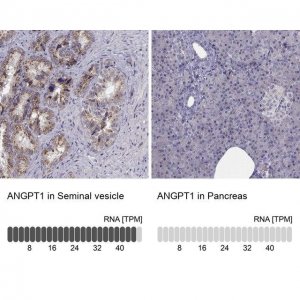Anti-ANGPT1 antibody produced in rabbit 
