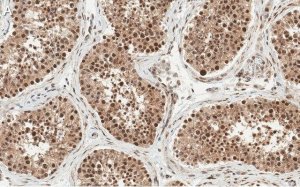 Anti-Anillin Antibody, clone 2C6 ZooMAb� Rabbit Monoclonal 