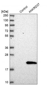Anti-ANKRD37 antibody produced in rabbit 