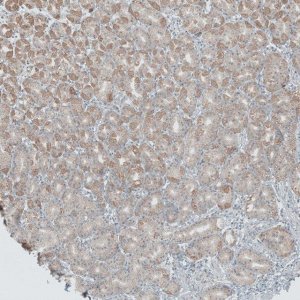 Anti-ANO7 antibody produced in rabbit 