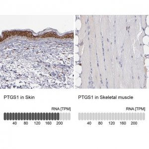 Anti-Anti-PTGS1 antibody produced in rabbit 