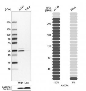 Anti-ANXA4 antibody produced in rabbit 