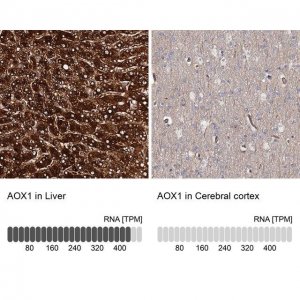 Anti-AOX1 antibody produced in rabbit 