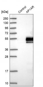 Anti-AP1AR antibody produced in rabbit 