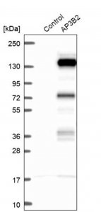 Anti-AP3B2 antibody produced in rabbit 
