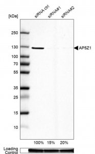 Anti-AP5Z1 antibody produced in rabbit 