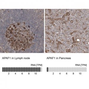 Anti-APAF1 antibody produced in rabbit 