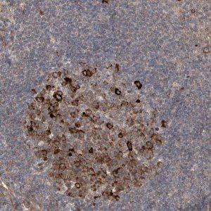 Anti-APAF1 antibody produced in rabbit 
