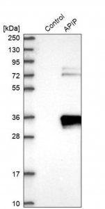 Anti-APIP antibody produced in rabbit 