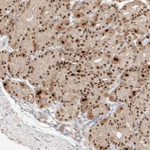 Anti-APIP antibody produced in rabbit 