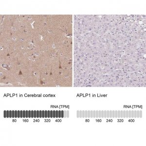 Anti-APLP1 antibody produced in rabbit 