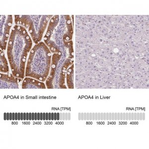 Anti-APOA4 antibody produced in rabbit 