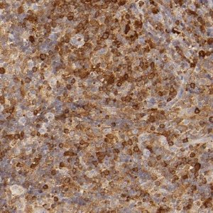 Anti-APOBEC3G antibody produced in rabbit 