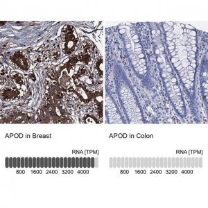 Anti-APOD antibody produced in rabbit 