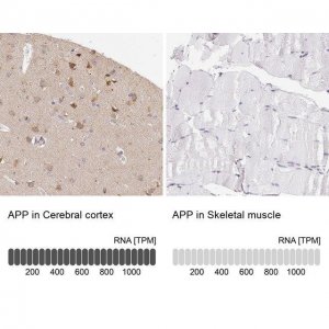 Anti-APP antibody produced in rabbit 