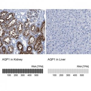 Anti-AQP1 antibody produced in rabbit 