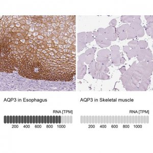Anti-AQP3 antibody produced in rabbit 
