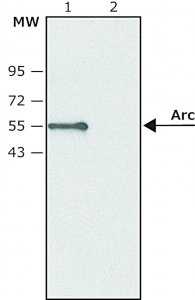 Anti-Arc antibody produced in rabbit SAB4200515-200UL