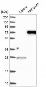 Anti-ARFGAP3 antibody produced in rabbit HPA000638-100UL