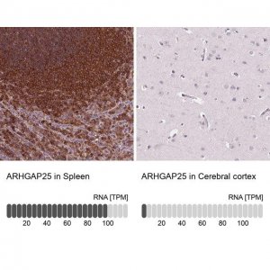 Anti-ARHGAP25 antibody produced in rabbit 