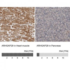 Anti-ARHGAP29 antibody produced in rabbit 