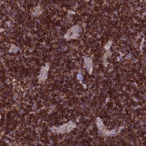 Anti-ARHGEF18 antibody produced in rabbit 