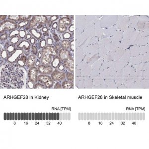 Anti-ARHGEF28 antibody produced in rabbit 