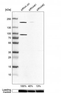 Anti-ARHGEF7 antibody produced in rabbit 