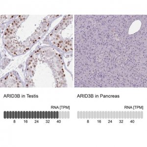 Anti-ARID3B antibody produced in rabbit 