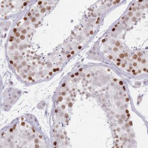 Anti-ARID3B antibody produced in rabbit 