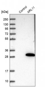 Anti-ARL11 antibody produced in rabbit HPA040855-100UL