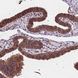 Anti-ARL13B antibody produced in rabbit 