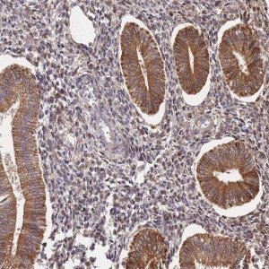 Anti-ARL13B antibody produced in rabbit 