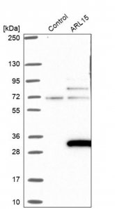 Anti-ARL15 antibody produced in rabbit 