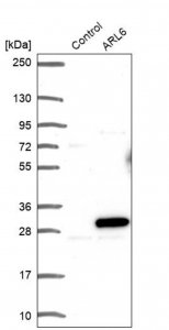 Anti-ARL6 antibody produced in rabbit 