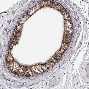 Anti-ARMCX2 antibody produced in rabbit 
