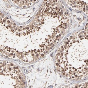 Anti-ARMT1 antibody produced in rabbit HPA003004-100UL